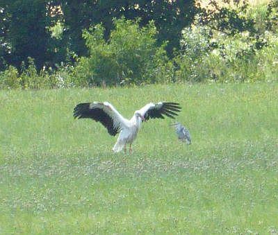Storch