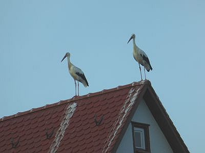 Storchspuren