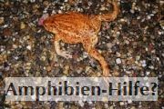 Amphibien