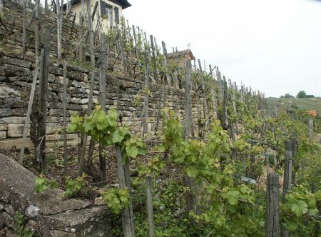 Weinbergmauern in der Roßwager Halde